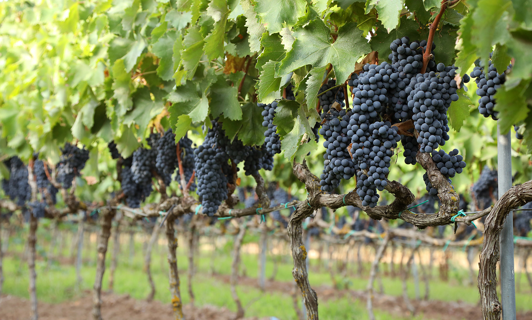 Tour in Cantina Petrelli