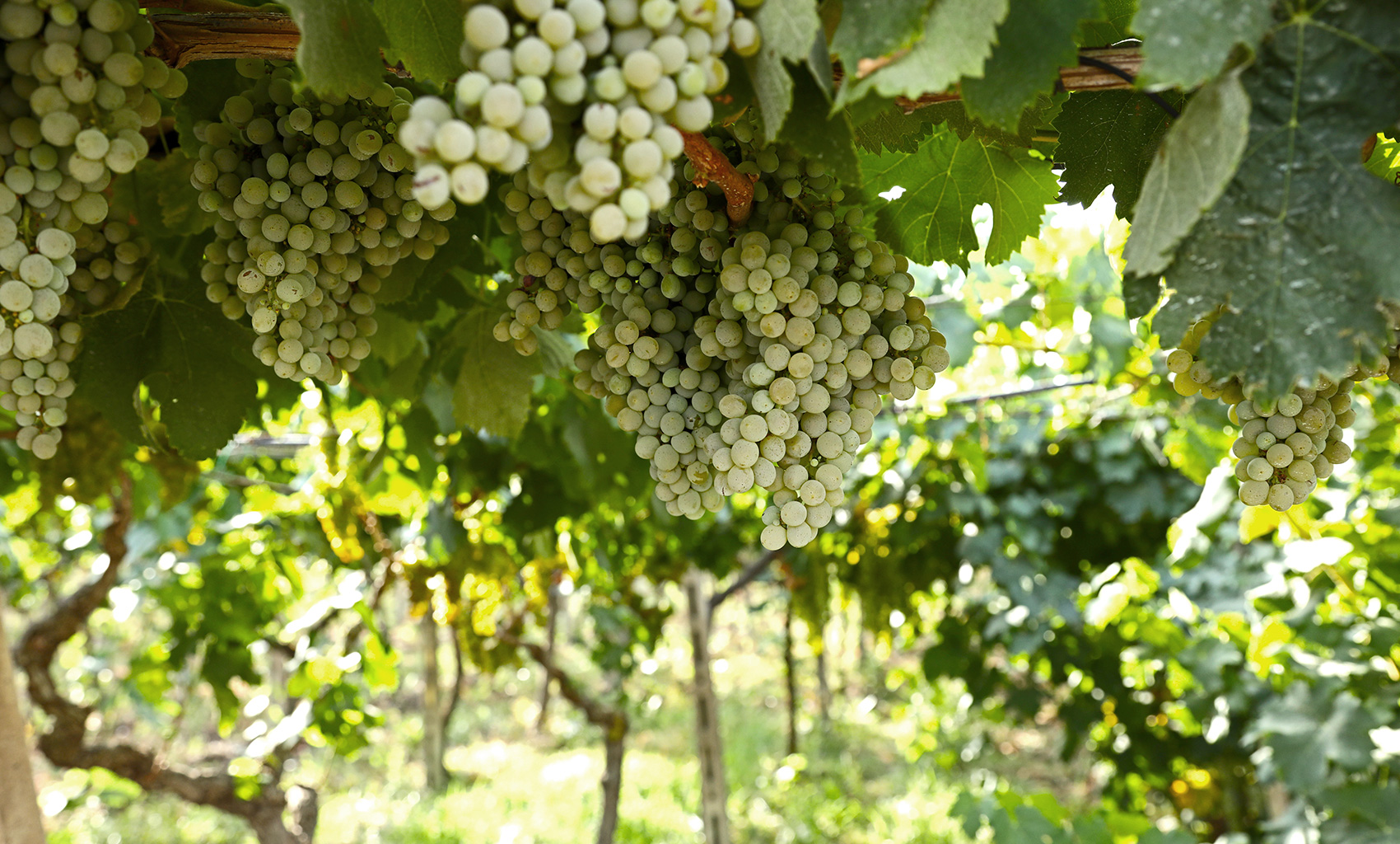 Vigneti Cantina Petrelli