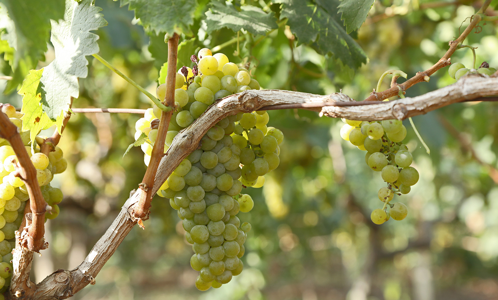 Vigneti Cantina Petrelli