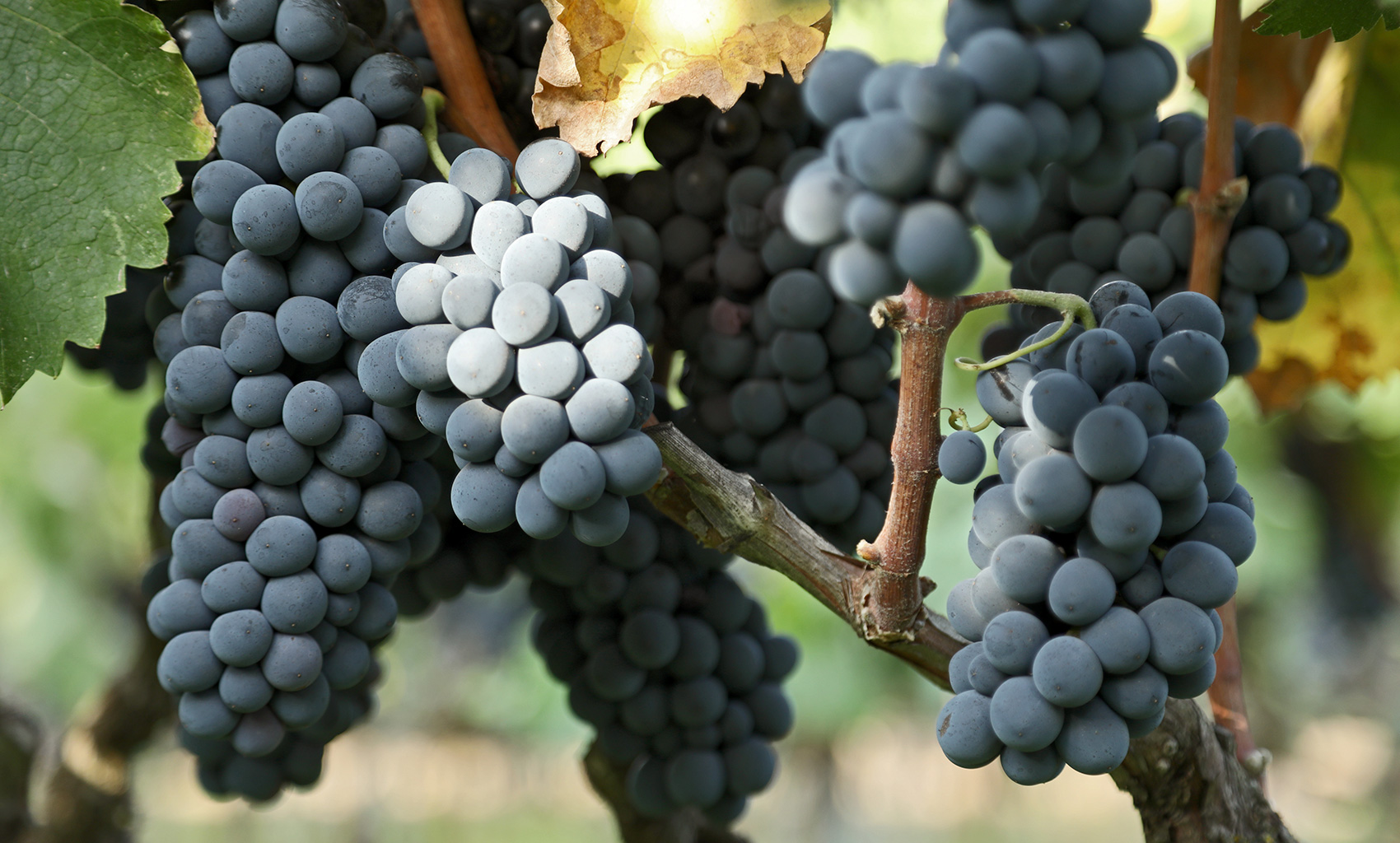 Vigneti Cantina Petrelli